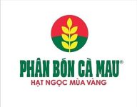 Hạt giống cà mau vàng, phù hợp trồng trong mùa vụ, giúp cây phát triển tốt và năng suất cao.